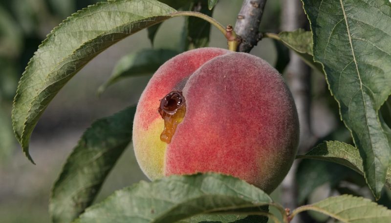A peach with a single small gummy entry point on the shoulder.