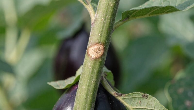 A single sunken tan phomopsis lesion on an aubergine stem.