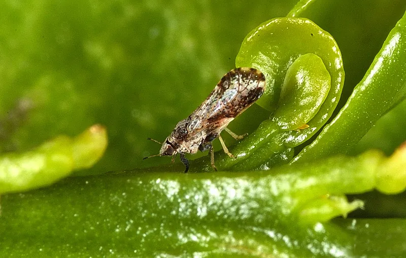 Adulto del psílido asiático de los cítricos, un pequeño insecto de color marrón moteado, sobre una hoja joven de cítrico