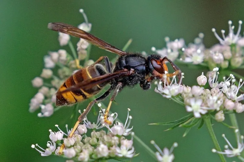 Avispón asiático de cuerpo oscuro, cara anaranjada y puntas de las patas amarillas alimentándose de flores