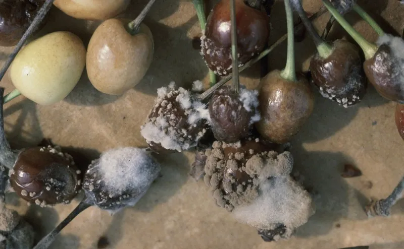Cerezas con pudrición morena, con masas de esporas grises y frutos momificados