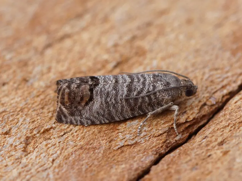 Carpocapsa adulta posada sobre la corteza, gris con una mancha pardo cobriza en el extremo del ala
