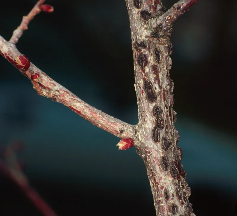 Hazelnut twig with rows of small black stromata erupting from a canker