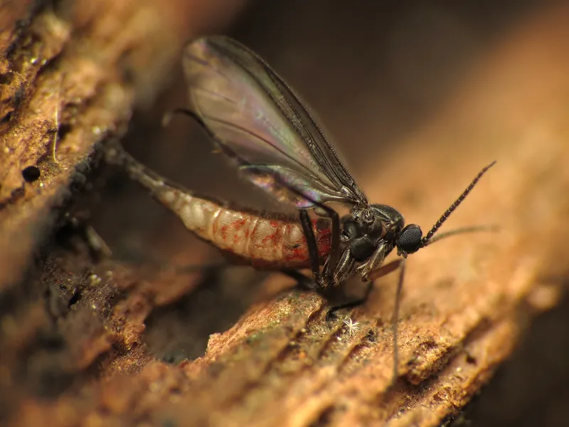 Adulto de mosca de los hongos de alas oscuras, con antenas largas y alas ahumadas