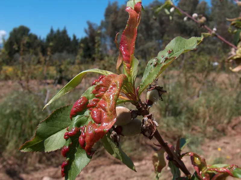 Brote de duraznero con hojas engrosadas, arrugadas y rojas