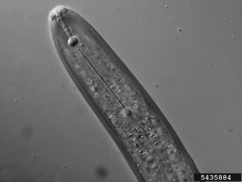 Región cefálica de un nematodo lesionador al microscopio óptico