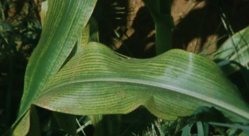 Hojas de maíz con franjas pálidas entre nervaduras verdes