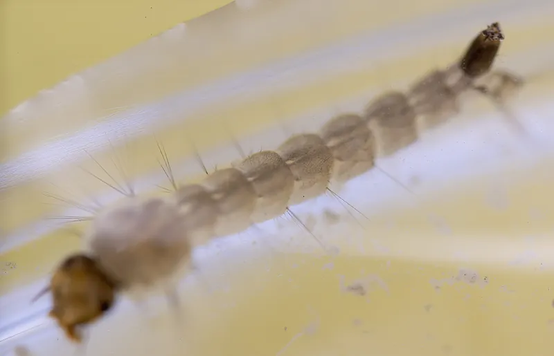 Vista de cerca de una larva de mosquito que muestra la cabeza, el cuerpo segmentado y el sifón respiratorio