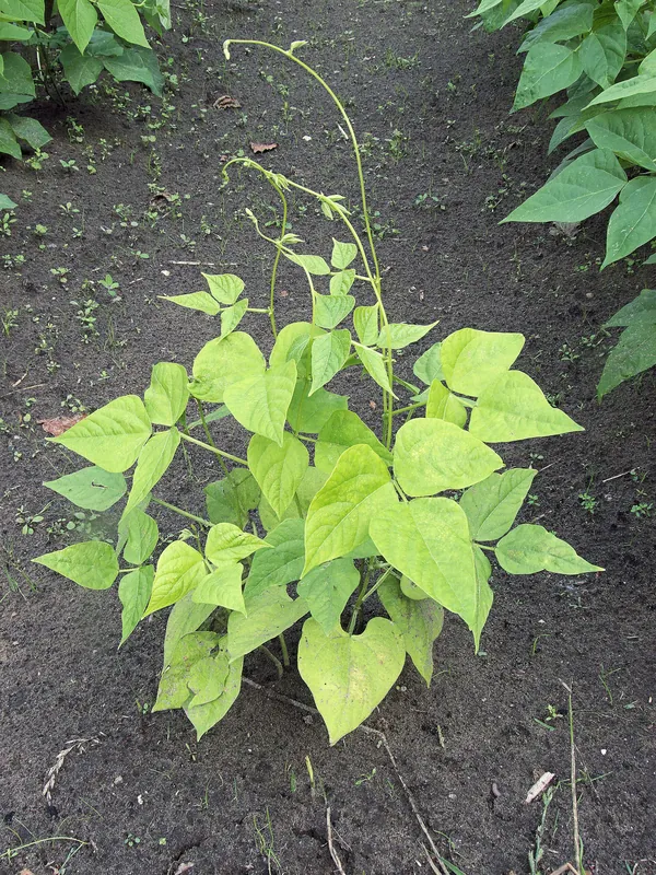 Planta de frijol con hojas de color verde amarillento pálido uniforme