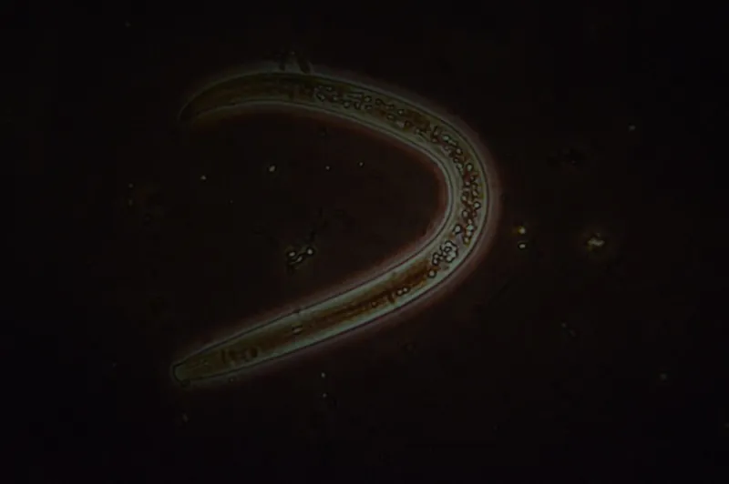 Nematodo reniforme bajo un microscopio de campo oscuro