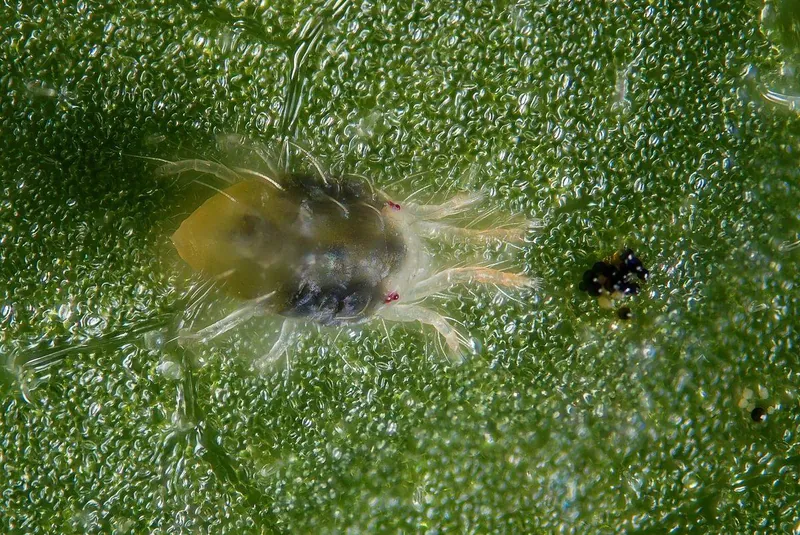 Hembra de ácaro de dos manchas sobre una hoja, de color verde pálido con manchas oscuras a los lados