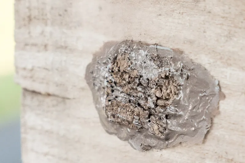 Masa de huevos de mosca linterna manchada cubierta con una capa gris parecida al barro sobre una superficie plana