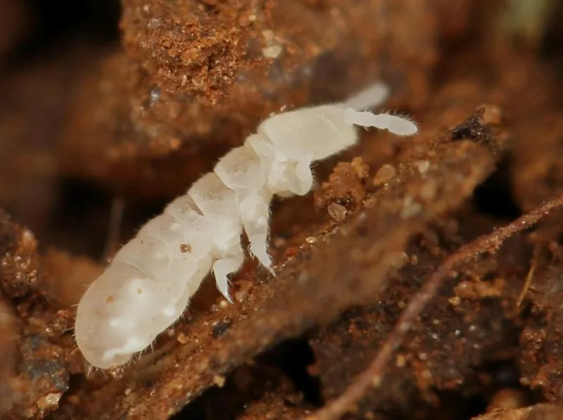 Colémbolo blanco del suelo, de cuerpo regordete, sobre suelo húmedo