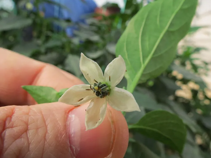 Pequeños trips oscuros dentro de una flor de pimiento sostenida entre dos dedos