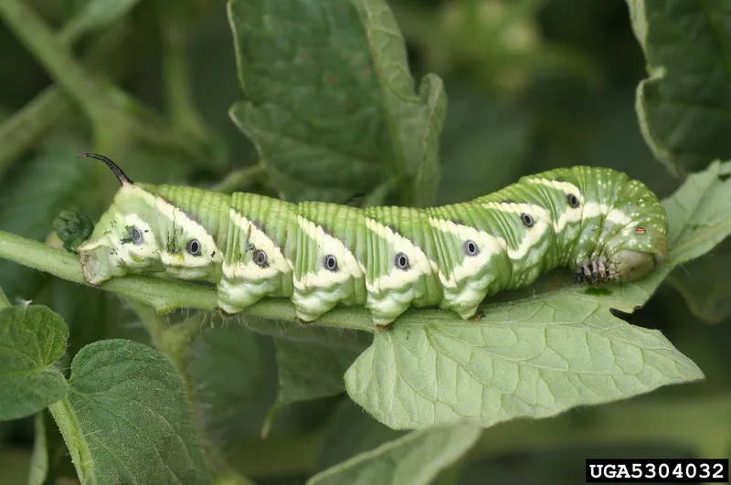 Gusano cuerno del tomate, una oruga verde con marcas blancas en forma de V, sobre una hoja