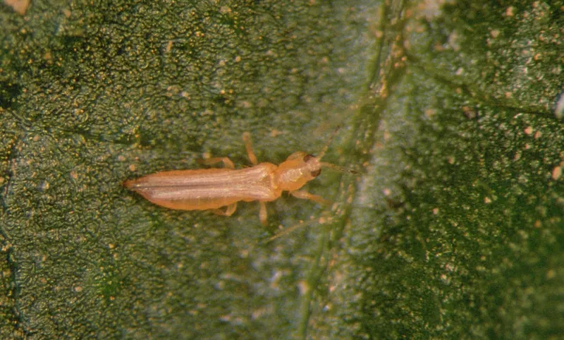 Trips occidental de las flores adulto, un insecto delgado de color amarillo pálido de unos 1.5 mm de largo, sobre una hoja
