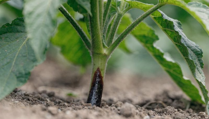 A dark water-soaked lesion on one side of a pepper stem at soil level.