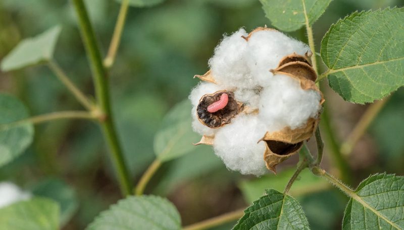 An opened cotton boll with one damaged seed and a single pink larva.