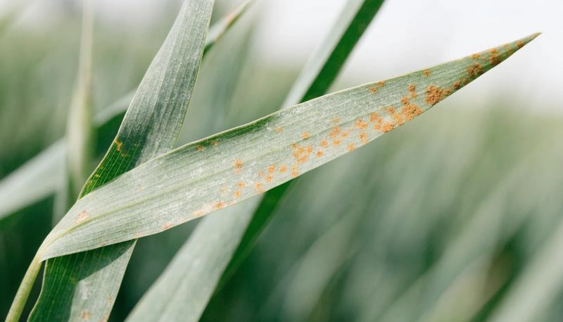 Scattered orange-brown rust pustules along part of a wheat leaf.
