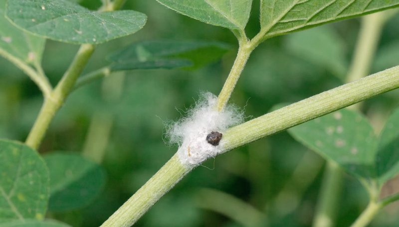 White cottony mould and one dark sclerotium at a bean stem node.