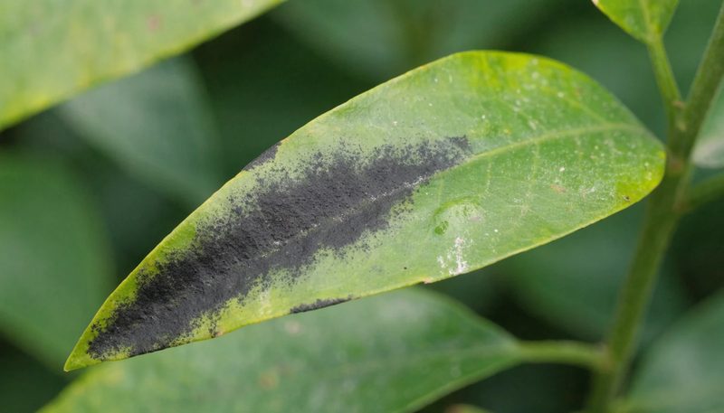 A thin black sooty mould film over part of a citrus leaf.