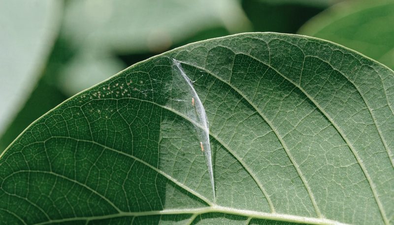 Fine stippling and a wisp of webbing in one corner of an otherwise green bean leaf.
