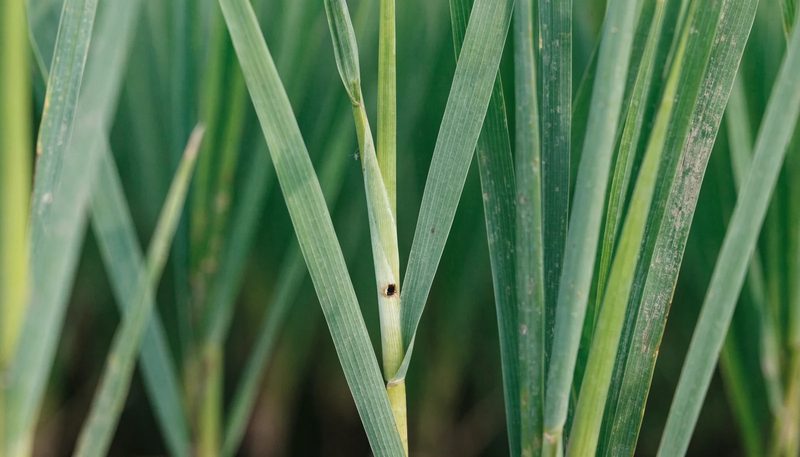 A rice tiller with one borer entry hole and a single wilting central shoot.