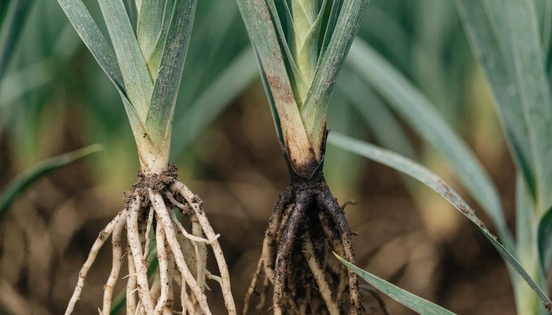 Darkened roots and blackened stem base on one wheat plant beside a healthy one.
