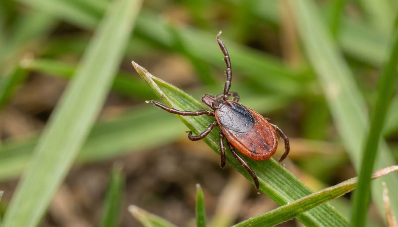 An unfed adult tick questing on a grass stem with its front legs extended.