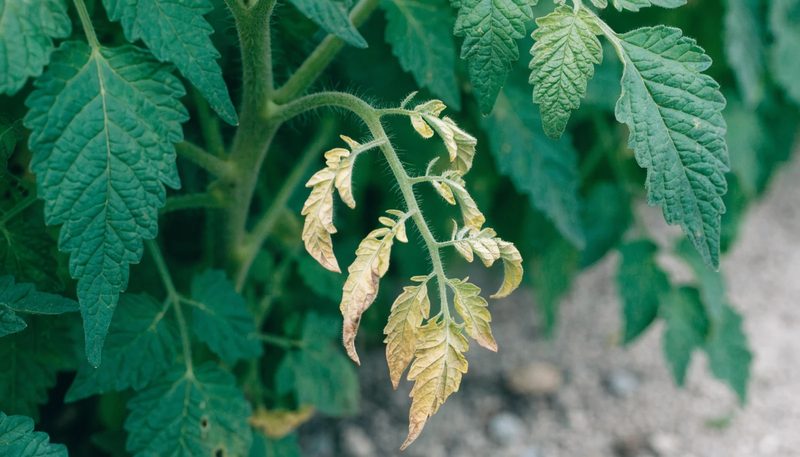 One-sided wilt and yellowing on a lower tomato branch.