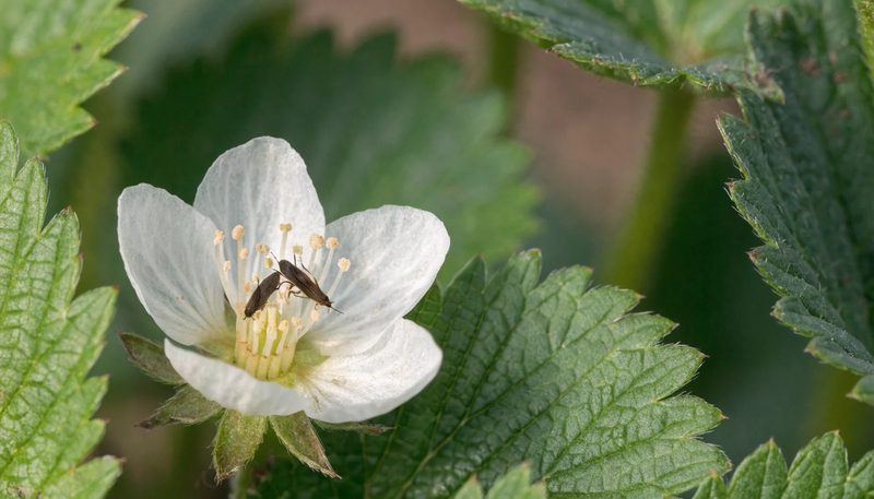 Thrips among the stamens of a strawberry flower with slight bronzing.