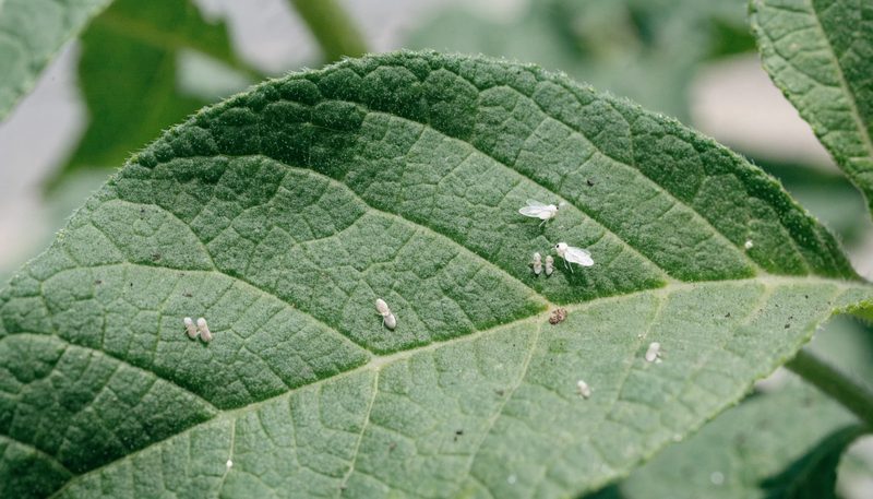 Adult whiteflies and scale-like nymphs scattered on a green tomato leaf underside.