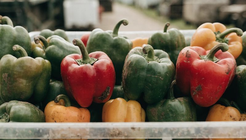 A tray of freshly picked peppers of broadly even size.
