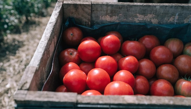A crate of deeply coloured tomatoes with two still finishing.