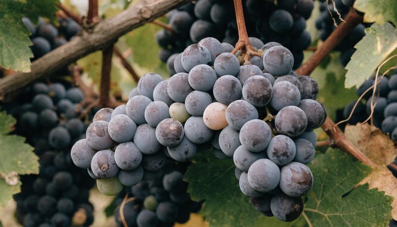 A ripe bunch of wine grapes with the bloom still intact on the skins.