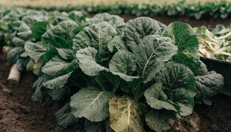Uniformly deep green foliage across a vegetable bed.