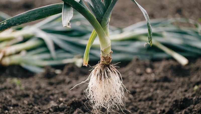 A lifted plant showing a dense white fibrous root system against dark soil.