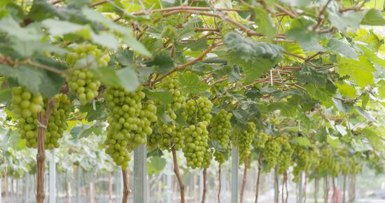 Vineyard with grape clusters