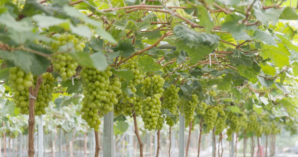 Vineyard with grape clusters
