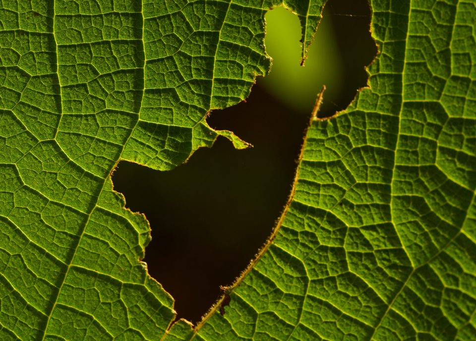 Leaf showing pest damage