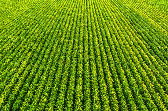 Row crops in sunlight