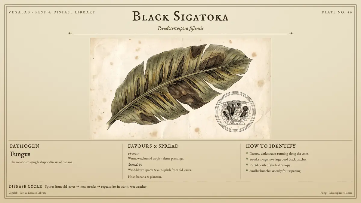 Lámina de identificación de la Sigatoka negra: hongo, tamaño mostrado a escala, con esporas de hojas viejas → nuevas estrías → se repite rápidamente en clima cálido y húmedo.