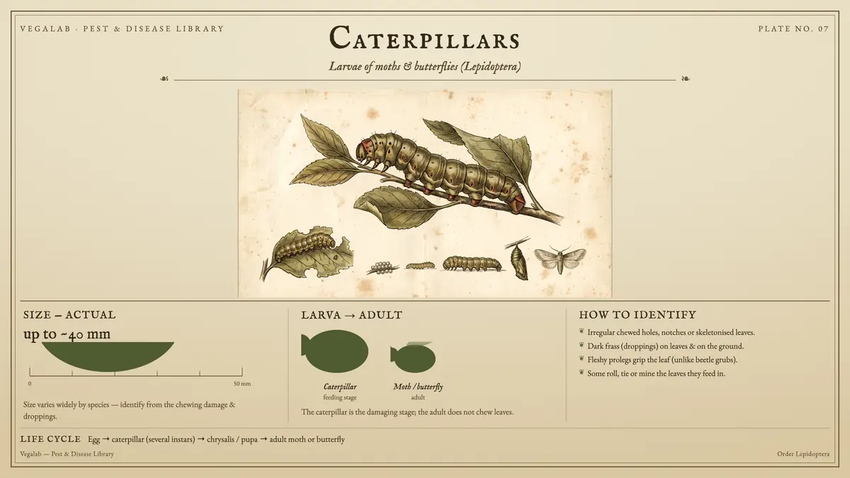 Identification plate for caterpillars: about up to ~40 mm, Caterpillar feeding stage and Moth / butterfly adult, with egg → caterpillar (several instars) → chrysalis / pupa → adult moth or butterfly.