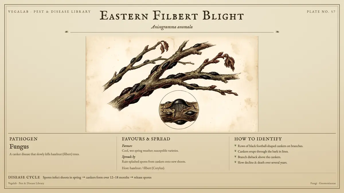 Identification plate for eastern filbert blight: fungus, size shown to scale, with spores infect shoots in spring → cankers form over 12 - 18 months → release spores.