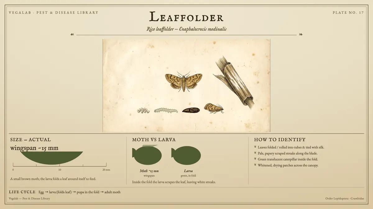 Identification plate for leaffolder: about wingspan ~15 mm, Moth ~15 mm wingspan and Larva green, in fold, with egg → larva (folds leaf) → pupa in the fold → adult moth.