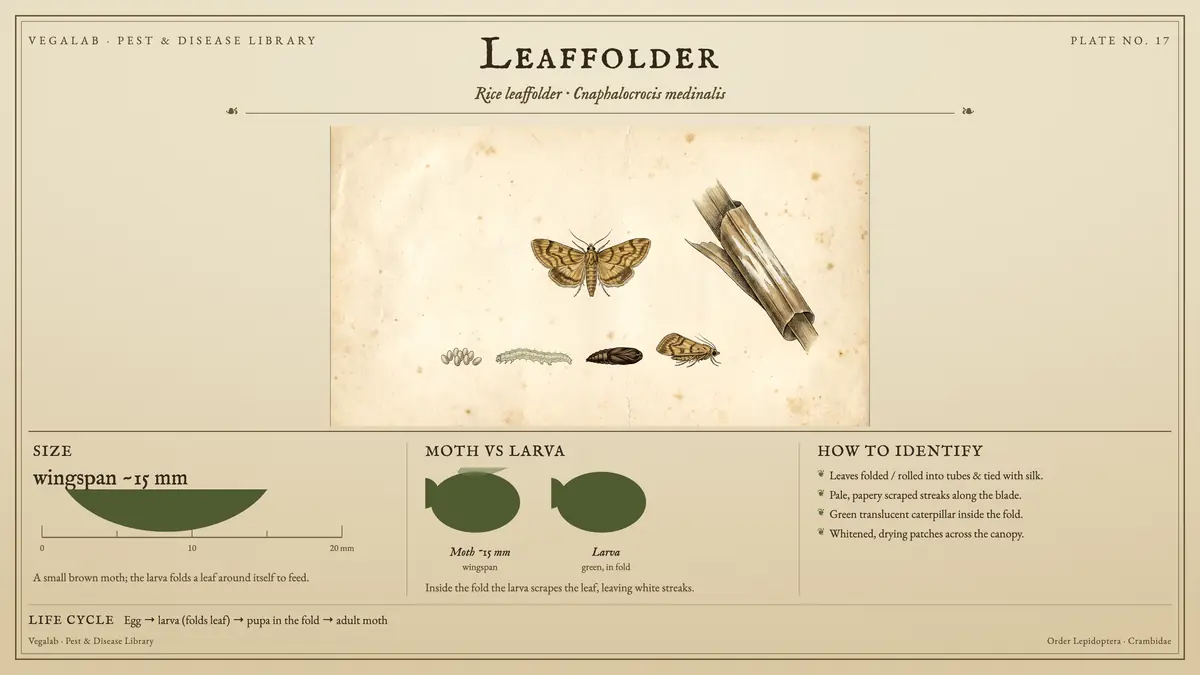 Lámina de identificación del plegador de la hoja: envergadura de ~15 mm, polilla de ~15 mm de envergadura y larva verde, en el pliegue, con huevo → larva (pliega la hoja) → pupa en el pliegue → polilla adulta.