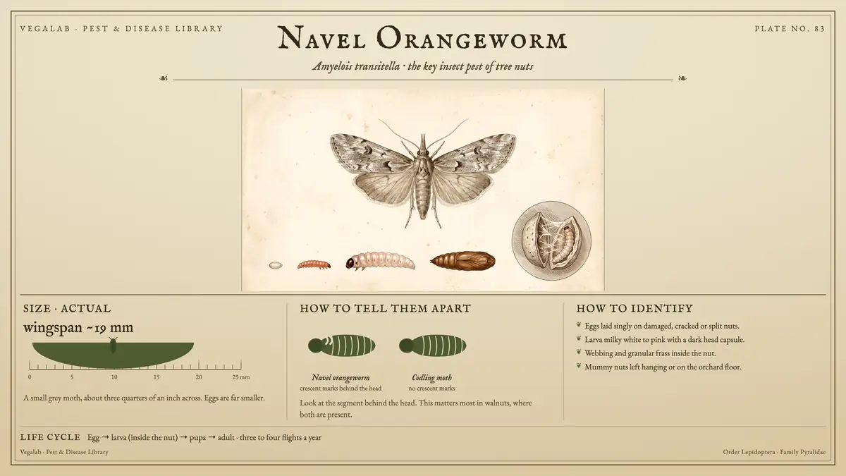 Identification plate for navel orangeworm: about wingspan ~19 mm, Navel orangeworm crescent marks behind the head and Codling moth no crescent marks, with egg → larva (inside the nut) → pupa → adult · three to four flights a year.
