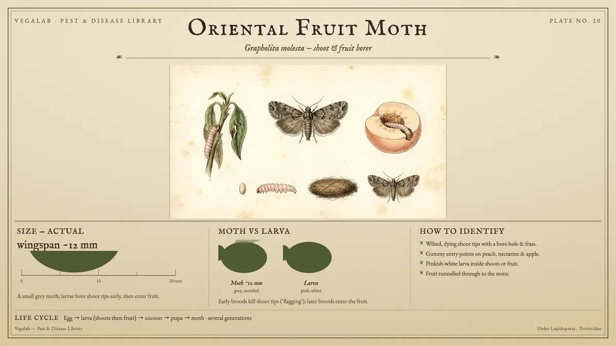 Identification plate for oriental fruit moth: about wingspan ~12 mm, Moth ~12 mm grey, mottled and Larva pink-white, with egg → larva (shoots then fruit) → cocoon → pupa → moth · several generations.