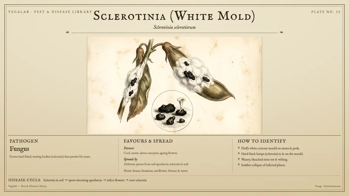 Identification plate for sclerotinia (white mold): fungus, size shown to scale, with sclerotia in soil → spore-shooting apothecia → infect flowers → new sclerotia.