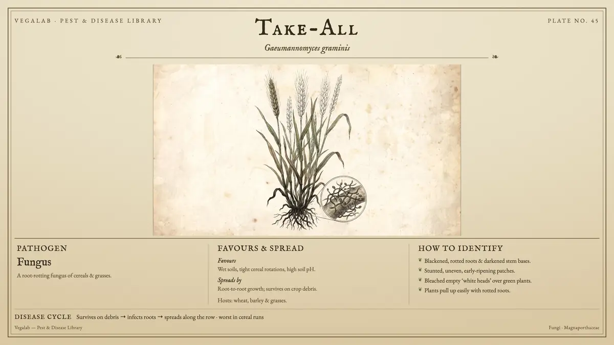 Identification plate for take-all: fungus, size shown to scale, with survives on debris → infects roots → spreads along the row · worst in cereal runs.